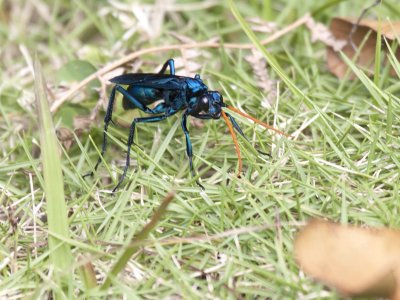 Tarantula Hawk