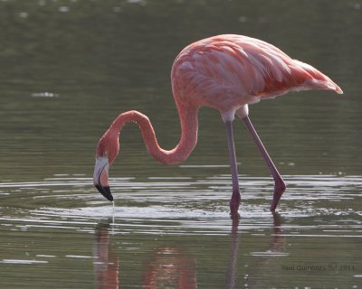 Flamenco (Flamingo)
