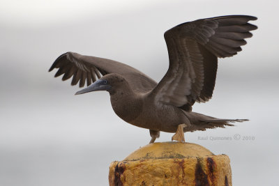 Boba Parda (Brown Booby)