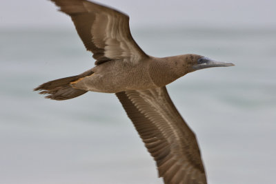 Boba Parda (Brown Booby)