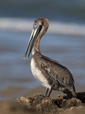 Brown Pelican (Pelicano Pardo)