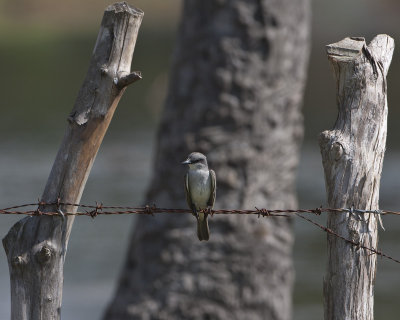 Gray Kingbird (Pitirre)