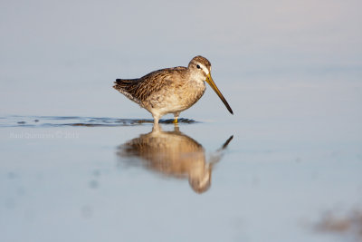 Short-billed Dowitcher