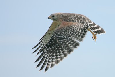 Red-shouldered Hawk flight