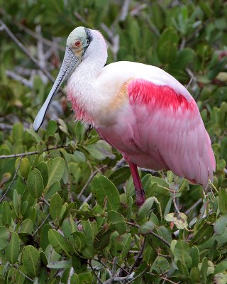 Roseate Spoonbill