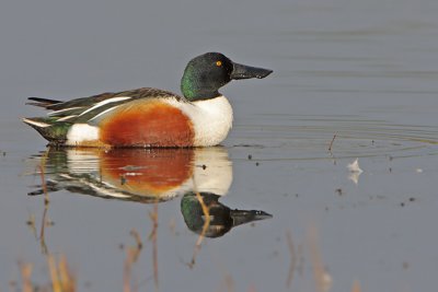 Northern Shoveler