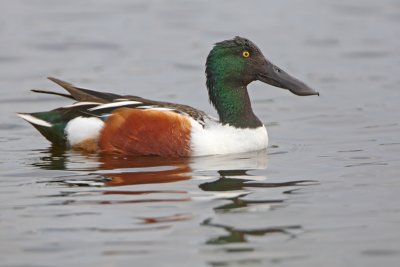 Northern Shoveler
