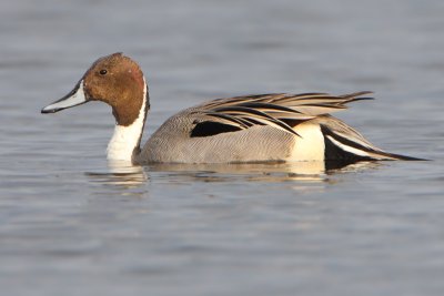 Northern Pintail