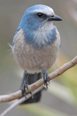 Florida Scrub Jay