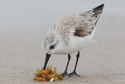 Sanderling