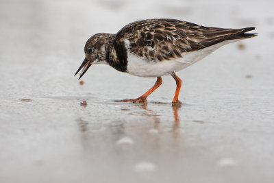 Ruddy Turnstone