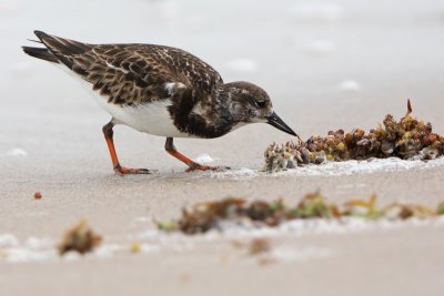 Ruddy Turnstone