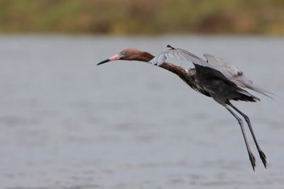 Reddish Egret landing
