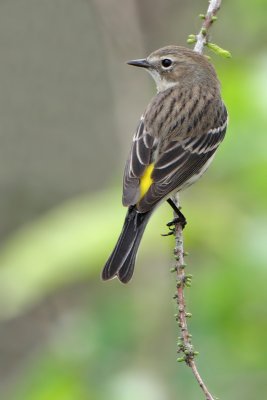 Yellow-rumped Warbler