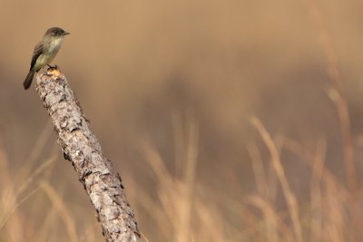 eastern phoebe