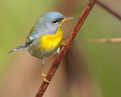 Northern Parula