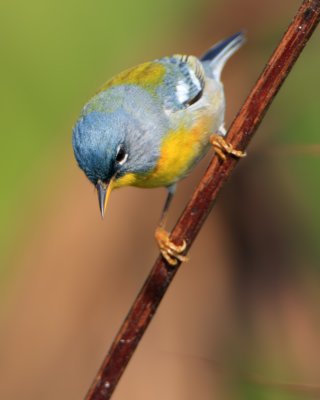 Northern Parula_1403
