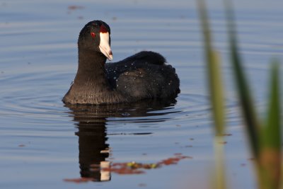 American Coot