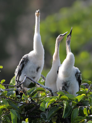 Anhinga chicks