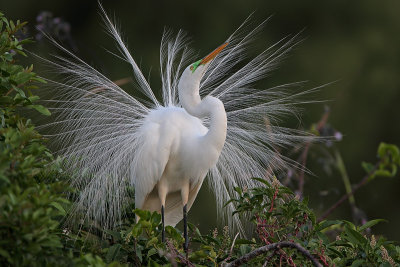 Great Egret display