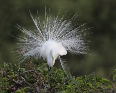 Great Egret display