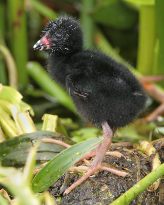 Purple Gallinule chick