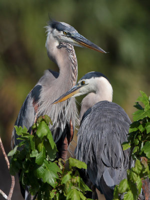 Great Blue Heron pair