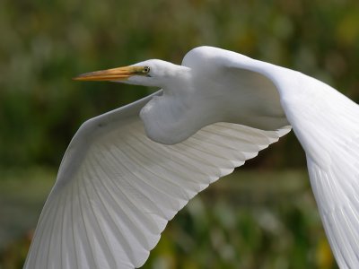 Great Egret flight