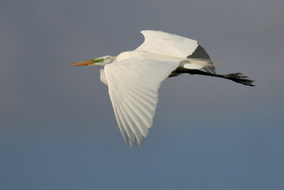 Great Egret flight