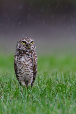 Burrowing Owl under the rain