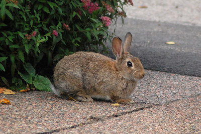 European Rabbit