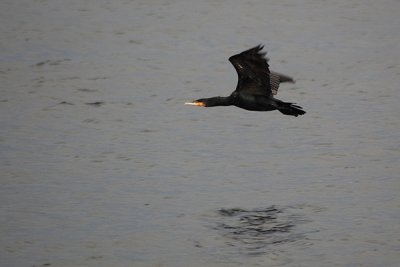 Great Cormorant (Phalacrocorax carbo)
