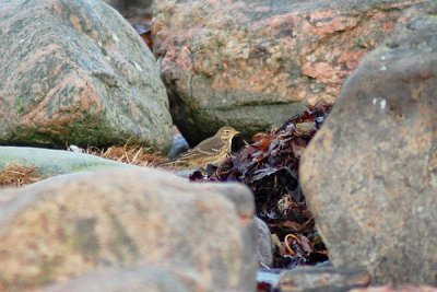 Buff-bellied pipit (Anthus rubecens)