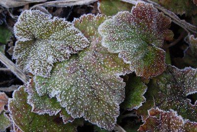 Frosty flower