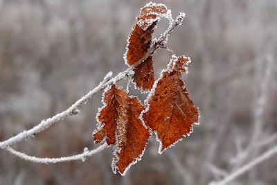 Frosty, Limabacka 081226
