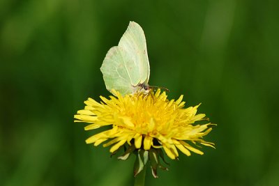 Citronfjril, Bjrkholms grustag 090523