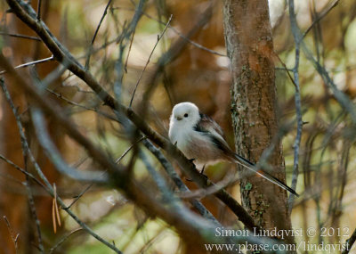 Long-Tailed Tit 
