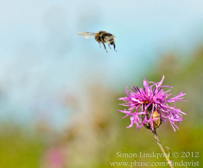 Humlor (Bumblebees)