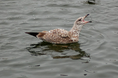 Herring Gull (Larus argentatus)