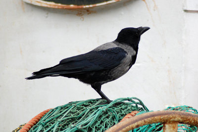 Black X Carrion crow (Corvus corone X cornix)