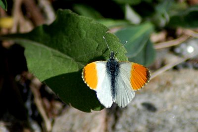 Aurorafjril, Bjrkholms grustag 080512