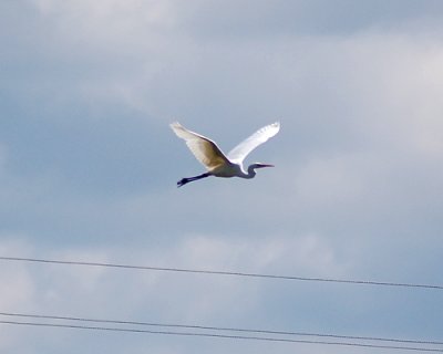Great white egret (Casmerodius albus)