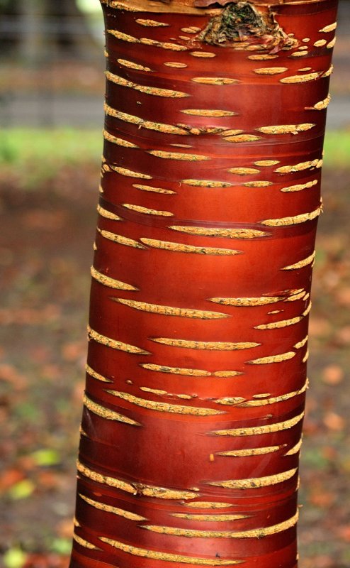 Lines on a cylinder