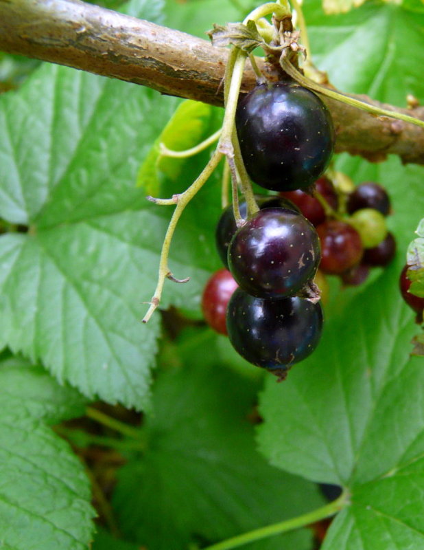 Blackcurrants