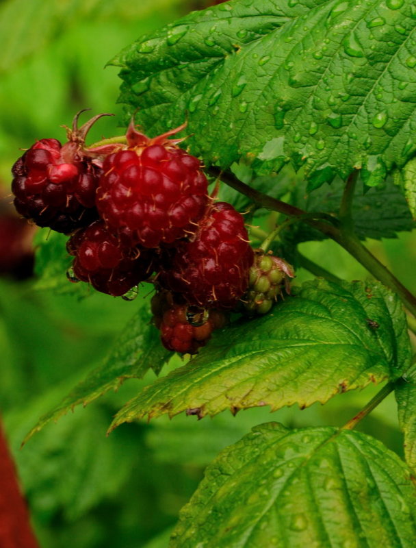 Whiskers on raspberries