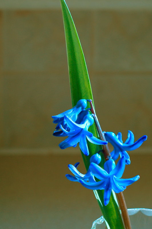 Blue hyacinth