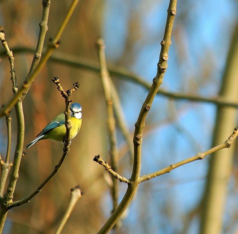 A touch (or two) of blue from the back garden
