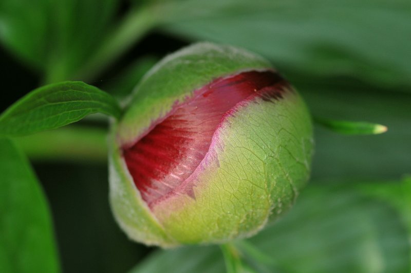 Peony on the way