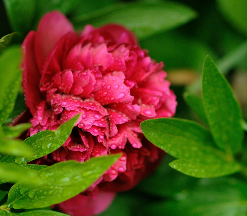 Peony in the rain