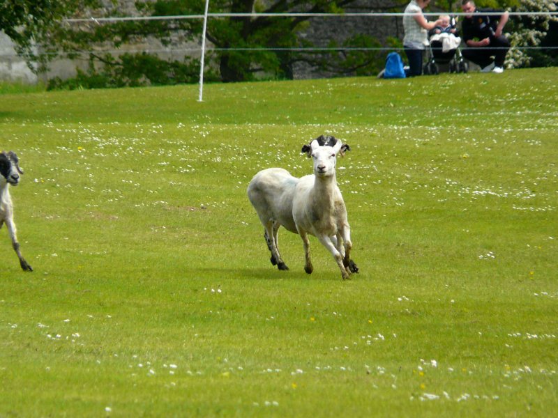 The Sheep Race 3 -Breaking away